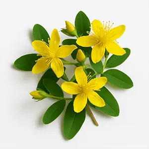 Pineal Activator Ingredients